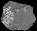 Fossil Graptolites (Didymograptus) Plate - Great Britain #66623-1